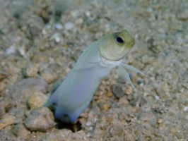 045 Yellowhead Jawfish IMG 5375